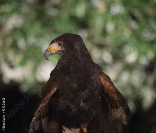 Guidonia Fairyland ft 11