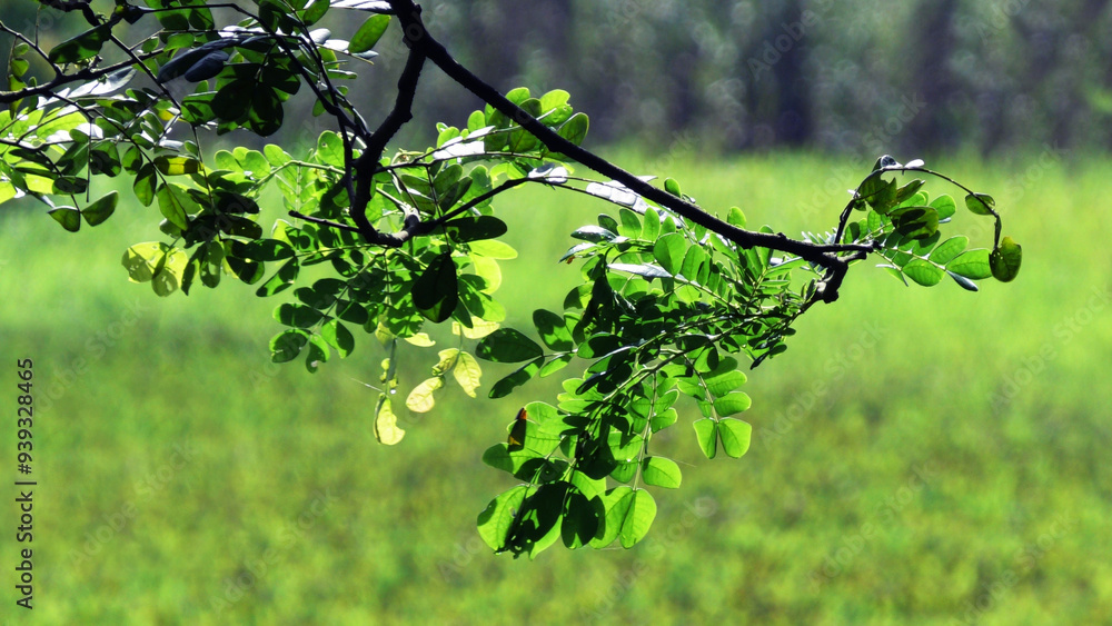 Fototapeta premium Beautiful Kerala landscape with full of plants and foliage