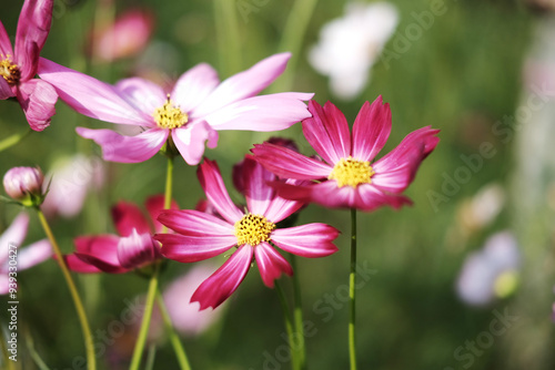 Blooming pink and red cosmos flower bunch in meadow field of garden with natural sunlight. Copy space