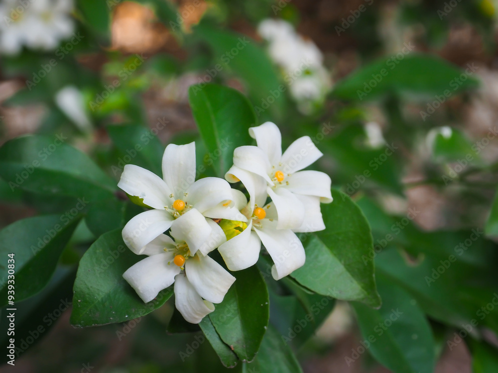 Beautiful white flowers in the garden at home, natural freshness Beautiful white flowers in the garden at home, natural freshness