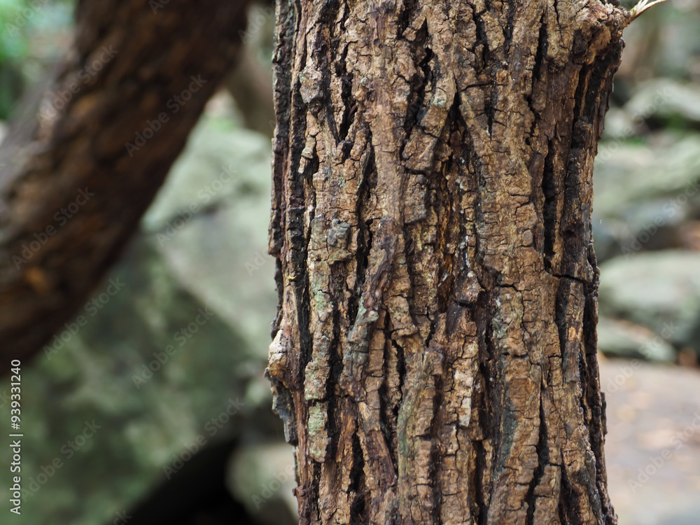 Fototapeta premium Close-up tree texture in forest area copy space about nature
