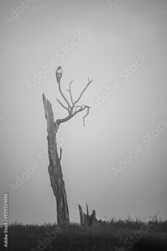 Wallpaper Mural Hawk perched on dead tree  Torontodigital.ca