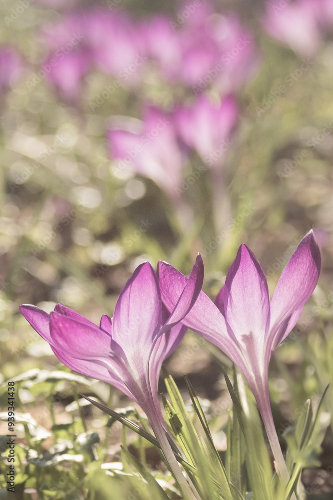 Fototapeta premium Two crocuses against the light