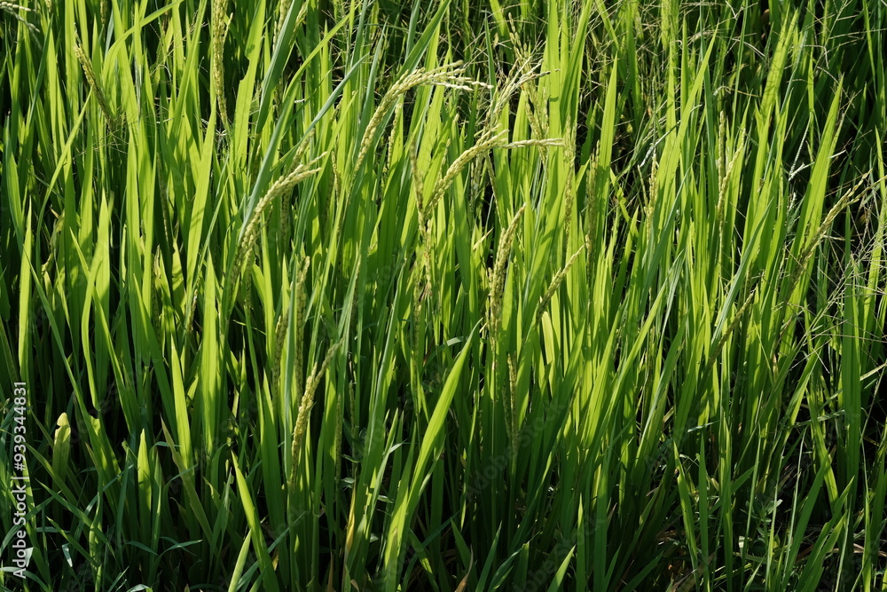verdant rice fields in the tropics. rice that thrives, this plant is a producer of grains of rice which is the staple food of most of the population of Asia. Oryza Sativa. morning dew stuck to this. verdant rice fields in the tropics. rice that thrives, this plant is a producer of grains of rice which is the staple food of most of the population of Asia. Oryza Sativa. morning dew stuck to this.