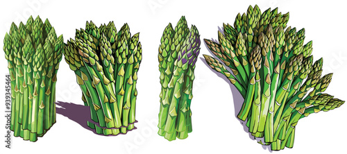 bunch of asparagus, asparagus vector, illustration of asparagus isolated on white background