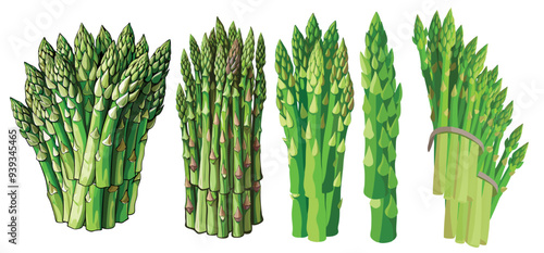 bunch of green asparagus, asparagus vector, illustration of asparagus isolated on white background