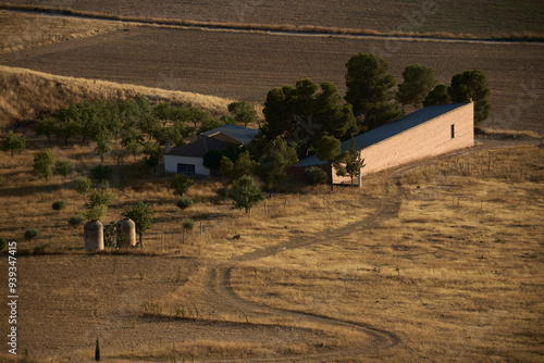 Olive tree farm. Andalusian landscape.
