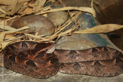 Close up Head Malayan pit viper snake is rest photo