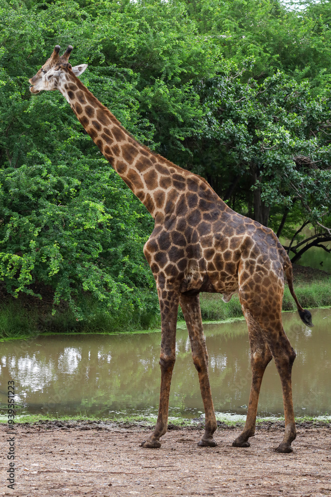 The giraff in the garden at nature sawana grass The giraff in the garden at nature sawana grass