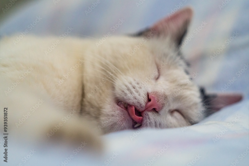 Tip of tongue with capillaries and pink nose muzzle of black and white cat sleeping with closed eyes close-up with soft selective focus Tip of tongue with capillaries and pink nose muzzle of black and white cat sleeping with closed eyes close-up with soft selective focus