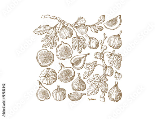 Fig tree. Hand drawn botanical sketch Farm harvest