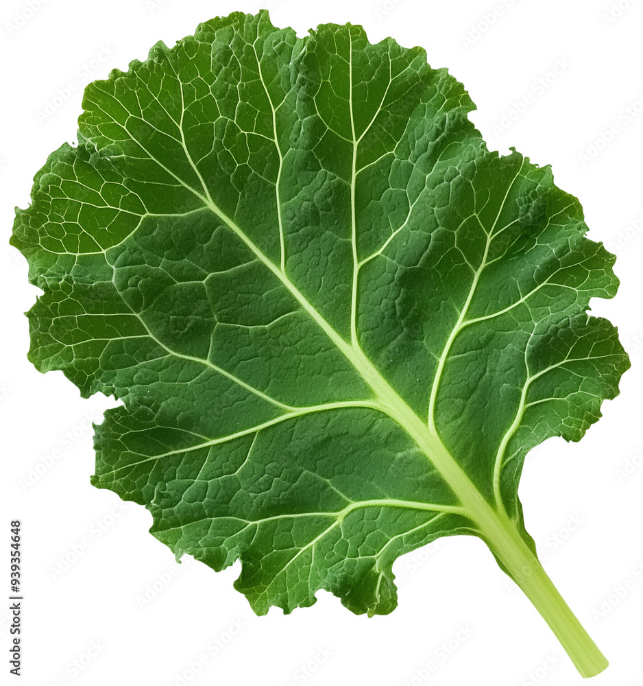 Single Kale Leaf: a single kale leaf against a pristine white backdrop. Perfect for culinary, health, and lifestyle projects, isolated on transparent background. Single Kale Leaf: a single kale leaf against a pristine white backdrop. Perfect for culinary, health, and lifestyle projects, isolated on transparent background.
