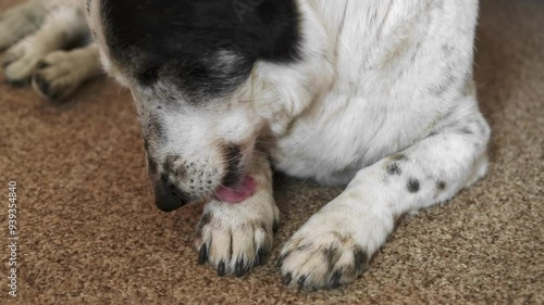 Dog licking his paw, canine arthritis or fleas