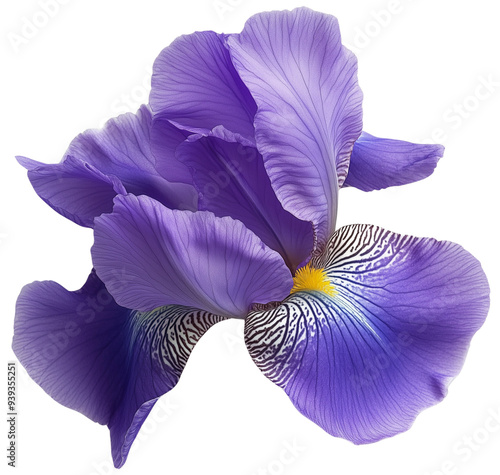 Purple Iris Elegance: A single, vibrant iris blossom in full bloom, its delicate petals a captivating shade of lavender with hints of gold, isolated on transparent background.