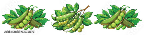 green peas, pea vector, illustration of pea isolated on white background
