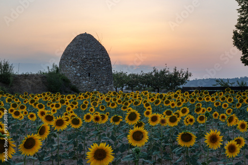 Bonito paisaje con puesta de sol en campo de girasoles con chozo y manzanos, Agres, España photo