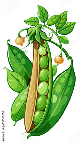 green peas, pea vector, illustration of pea isolated on white background