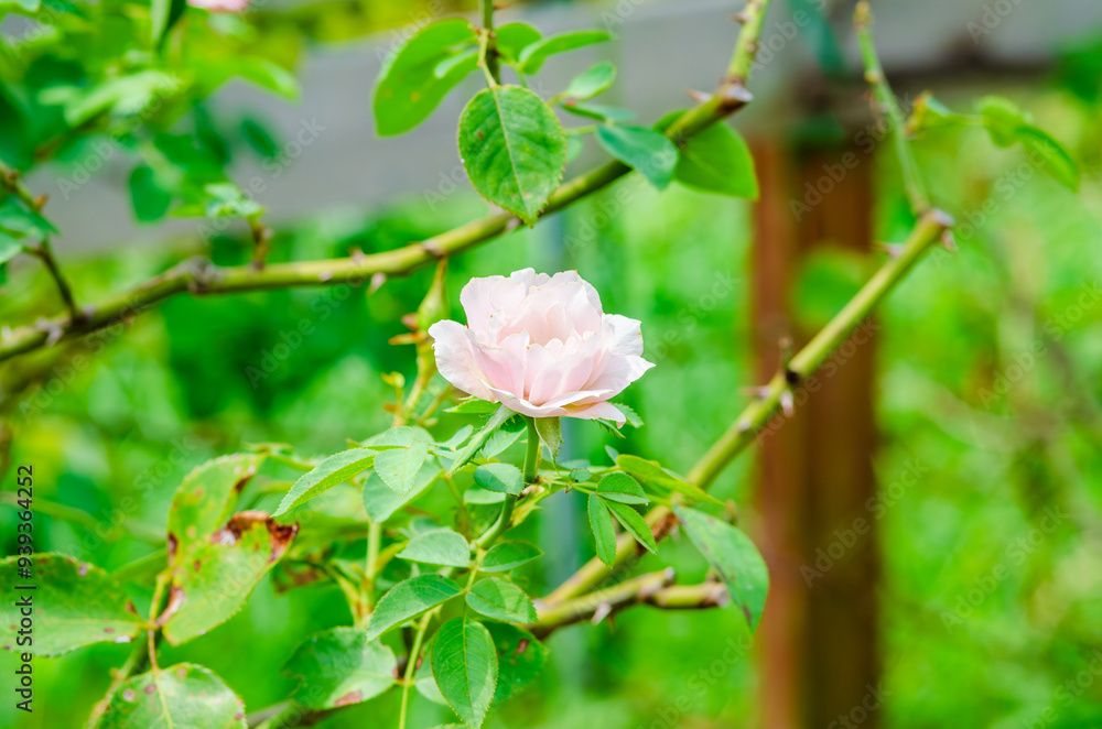 Fototapeta premium 庭園のピンクのバラの繊細な花姿
