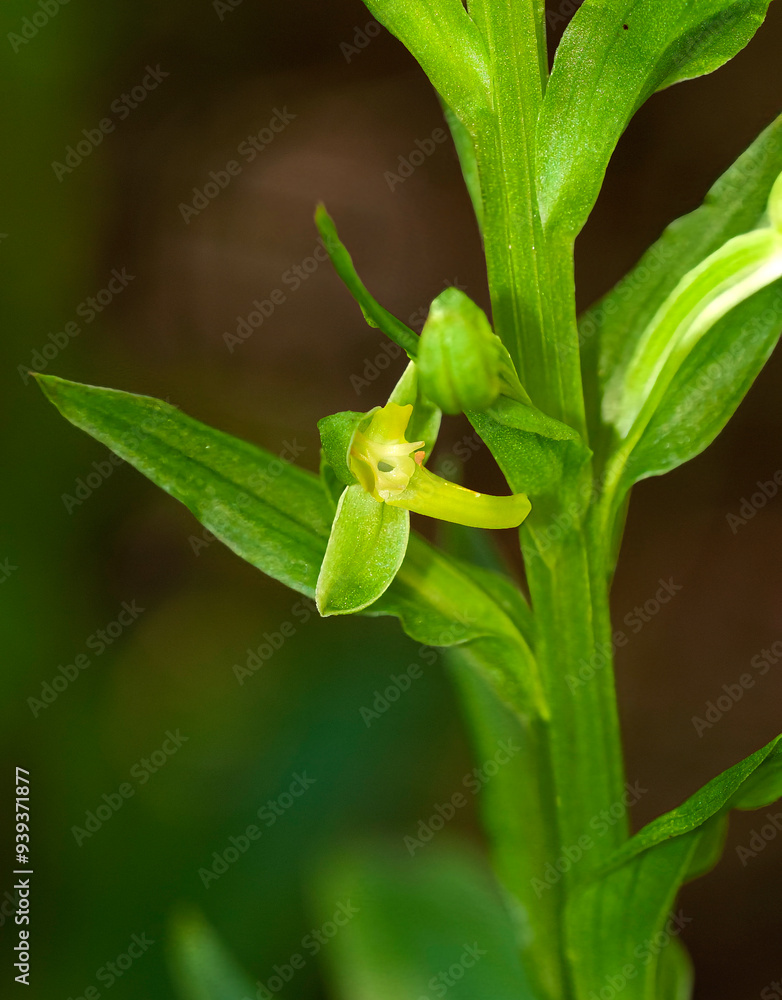Close-up of a single greenish yellow flower of the Toothpetal false Reinorchid, Habenaria floribunda,. Shows flower, stem, and leaves of the terrestrial orchid found in Florida. Close-up of a single greenish yellow flower of the Toothpetal false Reinorchid, Habenaria floribunda,. Shows flower, stem, and leaves of the terrestrial orchid found in Florida.