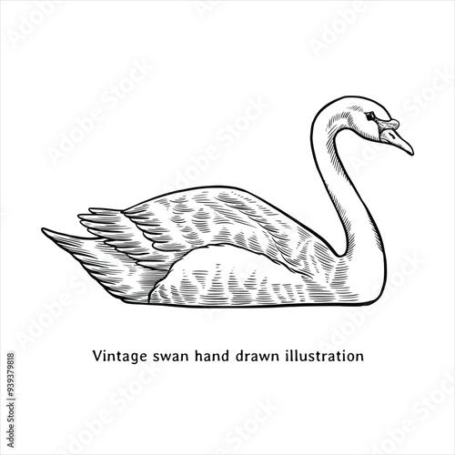 Swan hand drawn illustration in vintage style