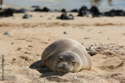 Monk Seals soaking up the Sun on Poipu Beach in Hawaii