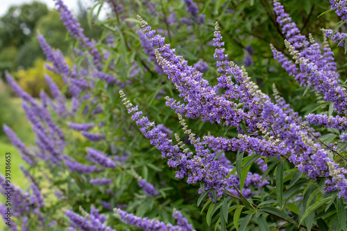 Vitex, chaste tree,vitex agnus-castus,chastetree, chasteberry, Abraham's balm,lilac chastetree or monk's pepper purple flowers photo