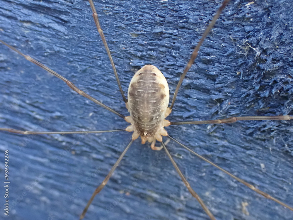 Obraz premium A harvestman, Opilio canestrinii