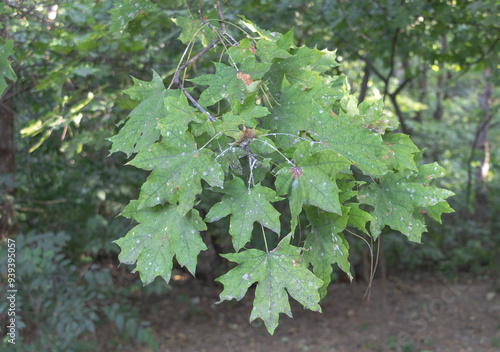 Green maple tree leaves hanging from a branch infected by a pest in an outdoor forest setting photo