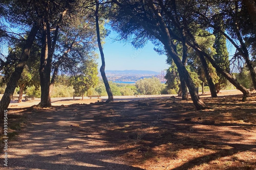 Pine trees in a park in Lisbon Pine trees in a park in Lisbon