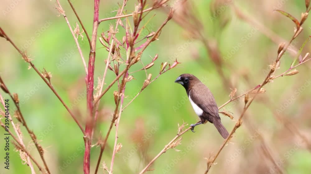 the rice field sparrow was perched on a branch the rice field sparrow was perched on a branch