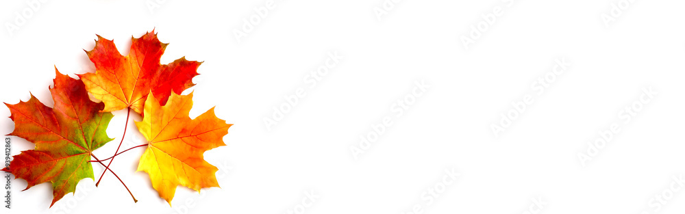 Buntes Laub isoliert vor weissem Hintergrund, Textfreiraum Buntes Laub isoliert vor weissem Hintergrund, Textfreiraum