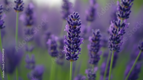 Detailed view of a lavender field, highlighting a single stem with tiny purple flowers