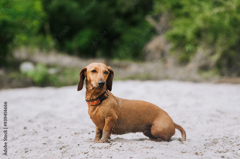 Photo, portrait of a beautiful brown short-haired dachshund hunter dog outdoors standing on the sand. Photograph of an animal in nature. Photo, portrait of a beautiful brown short-haired dachshund hunter dog outdoors standing on the sand. Photograph of an animal in nature.