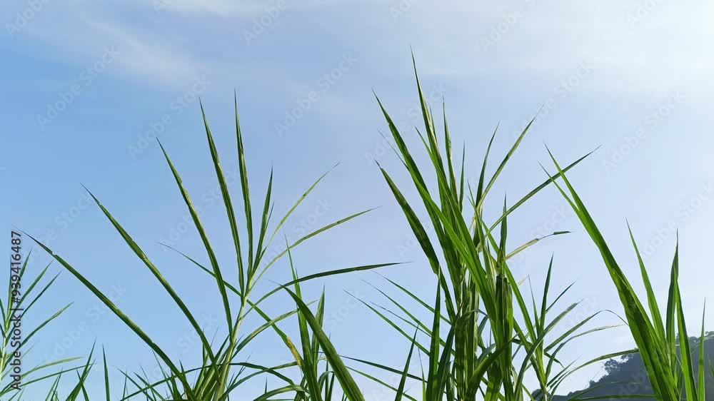 video of green grass swaying in the fresh morning video of green grass swaying in the fresh morning