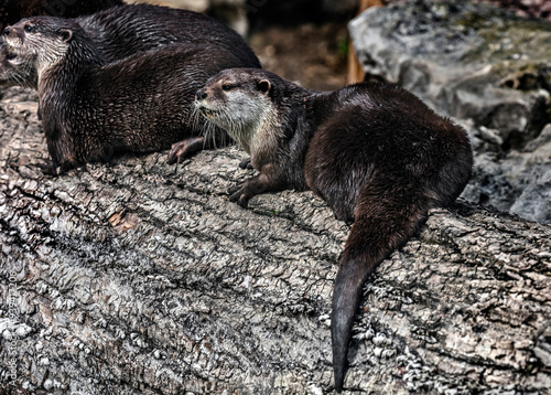 Dwarf otters on the beam. Latin name - Lontra chinesa photo