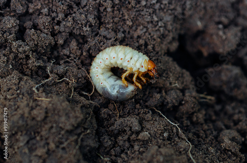 Horn beetle larvae (Oryctes rhinoceros) closeup on the ground