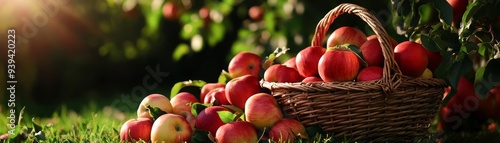 A large wicker basket overflowing with freshly picked apples, sundappled orchard, detailed textures, Harvest Festival, symbol of agricultural bounty, natural abundance