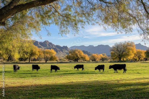 Arizona Cattle Grazing in Autumn Meadow with Green Grass and Trees photo