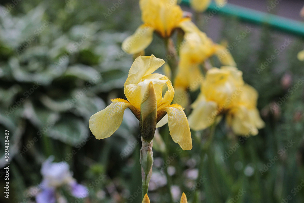 Fototapeta premium Vibrant yellow iris flowers bloom in a lush garden during the spring season, showcasing nature's beauty and intricate details