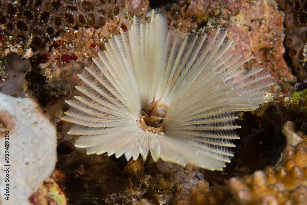 PG Island, Oriental Mindoro Province, Philippines - Close-up of marine life PG Island, Oriental Mindoro Province, Philippines - Close-up of marine life