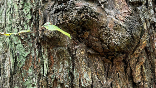 close up of a tree trunk