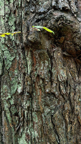 close up of a tree trunk