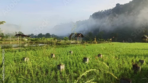 Morning atmosphere in rice fields with fog and cliffs photo