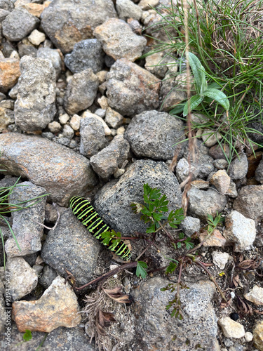 蔵王の山頂で見かけてアゲハチョウの幼虫 photo