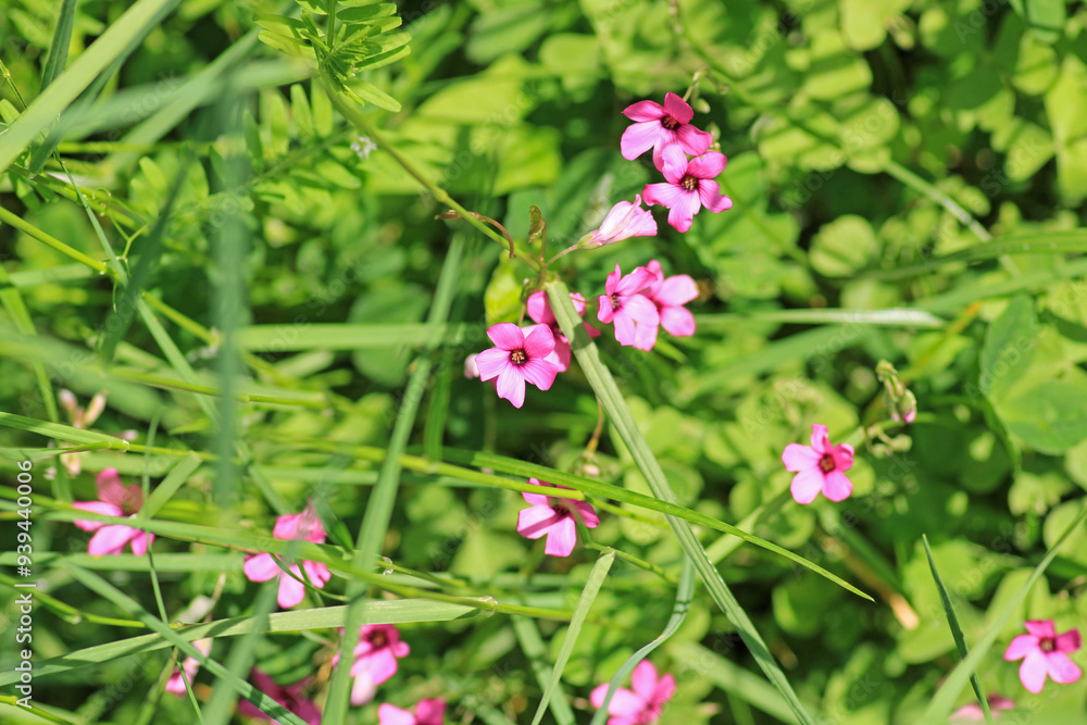 pink pelargonium zonale flower macro pink pelargonium zonale flower macro