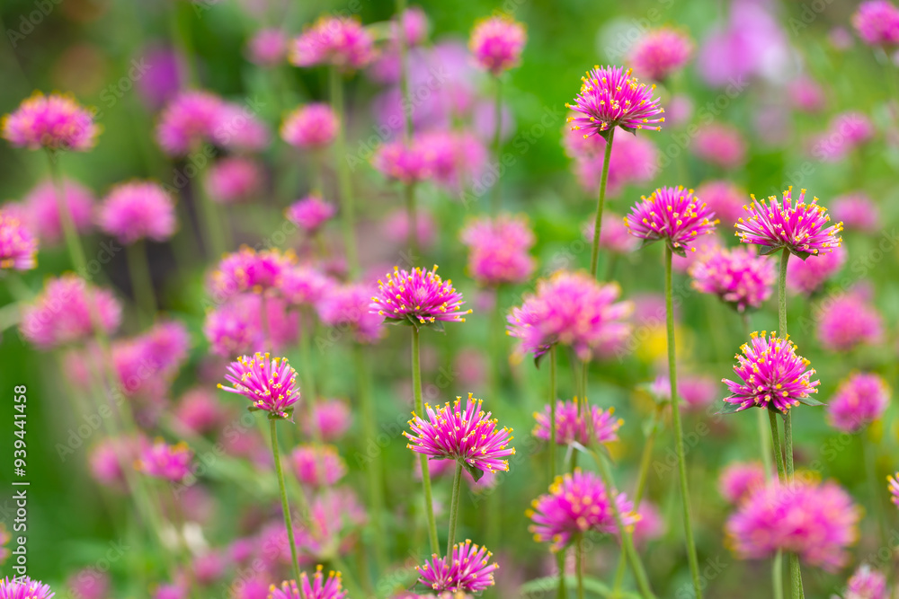 Fireworks flowers or Bachelor's-button (Gomphrena pulchella) bloom in the green fields, their beautiful colors and grow well in full sun. Fireworks flowers or Bachelor's-button (Gomphrena pulchella) bloom in the green fields, their beautiful colors and grow well in full sun.