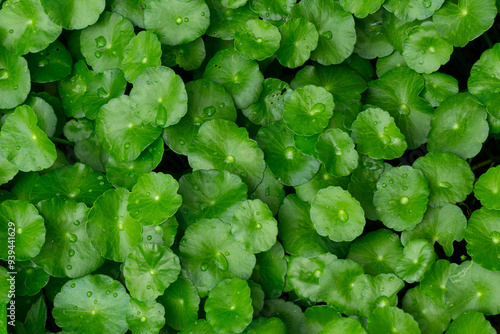 Pennywort (Centella Asiatica) is a wet ground cover. And can also be juiced. Centella asiatica can help the wound heal faster and also reduce the inflammation of the wound.