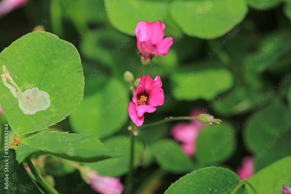 Fototapeta premium pink pelargonium zonale flower macro