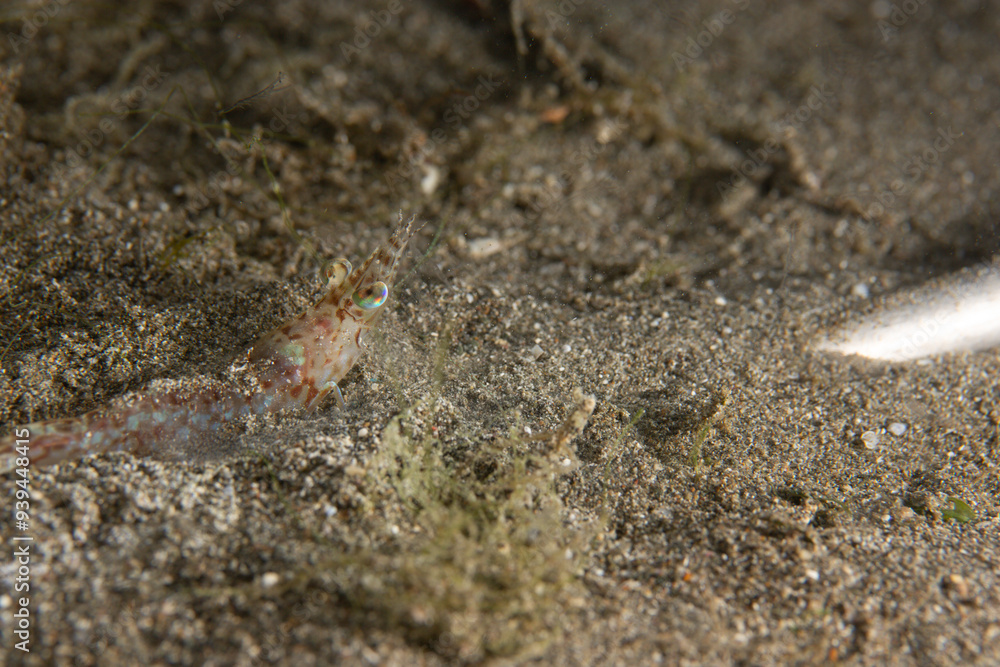 PG Island, Oriental Mindoro Province, Philippines - Close-up of marine life PG Island, Oriental Mindoro Province, Philippines - Close-up of marine life