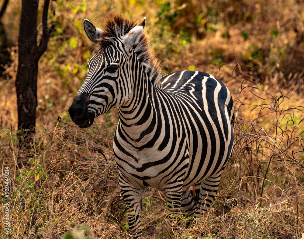 Zebra at Tarangire National Park, Tanzania Zebra at Tarangire National Park, Tanzania